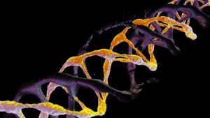 Double helix of the DNA. Source: shutterstock